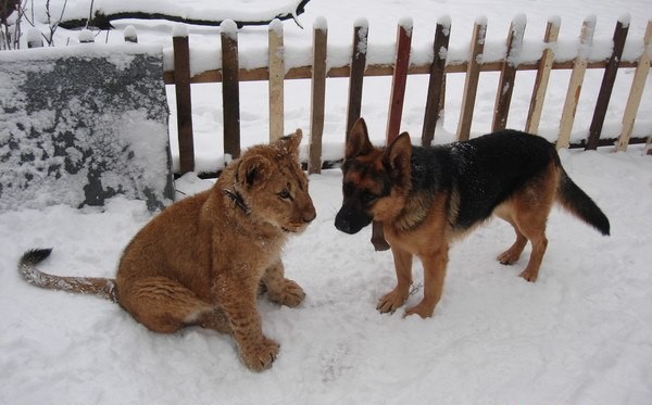 Амур в снегу. Львенок-вегетарианец без когтей живет в частном доме и, как обычный пес, носит ошейник. Фото: соцсети 