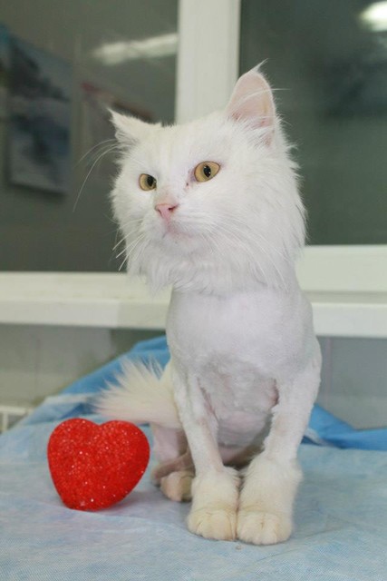 Арчи – красивый, ангорский кот. На фото он после...парикмахерской.