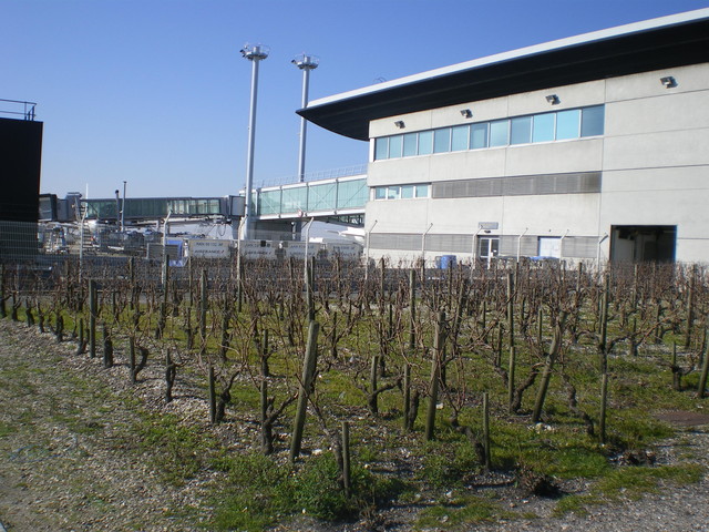 Виноградники под забором аэропорта Бордо. Не очень экологично, но символизм достигнут