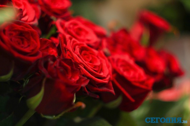 Цена на розы поднимается до 25 гривен