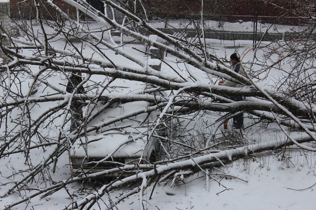 На Московском проспекте дерево упало на машину