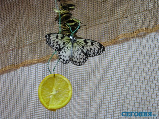 Рацион. Цитрусовые — любимое лакомство бабочек. Фото: Д. Филенко