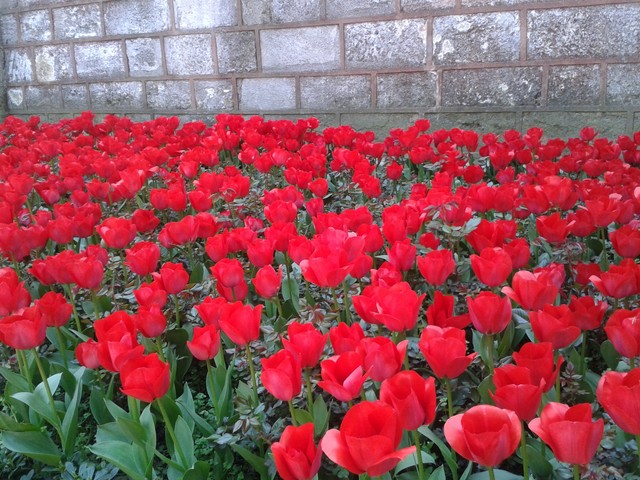 тюльпаны во дворце Топкапы