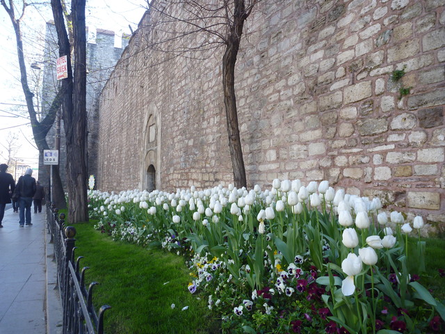 Апрельский Стамбул утопает в тюльпанах