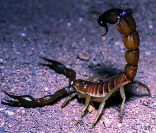 7. Палестинский жёлтый скорпион (Deathstalker Scorpion)<br /><br />
Палестинские жёлтые скорпионы обитают, в основном, в Африке и Азии в сухих, пустынных местах. Они могут вырасти до 10 сантиметров, но обычно их размер составляет около 5 сантиметров. Считается, что у них самый сильный и болезненный яд из всех скорпионов в мире. Их яд может вызвать лихорадку, конвульсии, паралич и смерть. <br /><br />
Вообще, чем меньше клещи скорпионов, тем сильнее яд. Ученые объясняют это тем, что cкорпионы, которые являются обладателями больших клещей, могут и так 