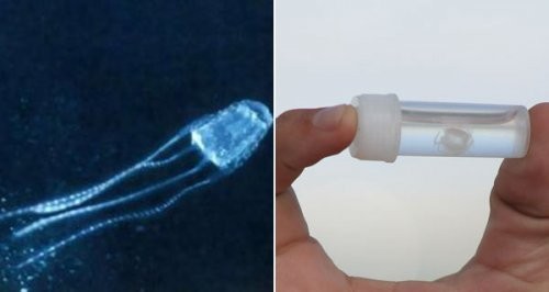 1. Медуза ируканджи (Irukandji Jellyfish)<br /><br />
Размер медузы ируканджи меньше 2,5 сантиметров. Несмотря на свой размер, медуза ируканджи является самым ядовитым существом на планете. На самом деле – её обнаружили совсем недавно, после того, как её укусы стали причиной нескольких человеческих смертей. Хотя доктора считают, что они нашли лечение против её укуса, эта информация ещё не подтверждена. <br /><br />
В течение нескольких часов или даже минут после укуса появляются такие симптомы как рвота, головная боль, учащенное сердцебиение и высокое кровяное давление. Яд этой медузы в 100 раз более мощный, чем яд кобры, и в 1000 раз более мощный, чем яд тарантула.