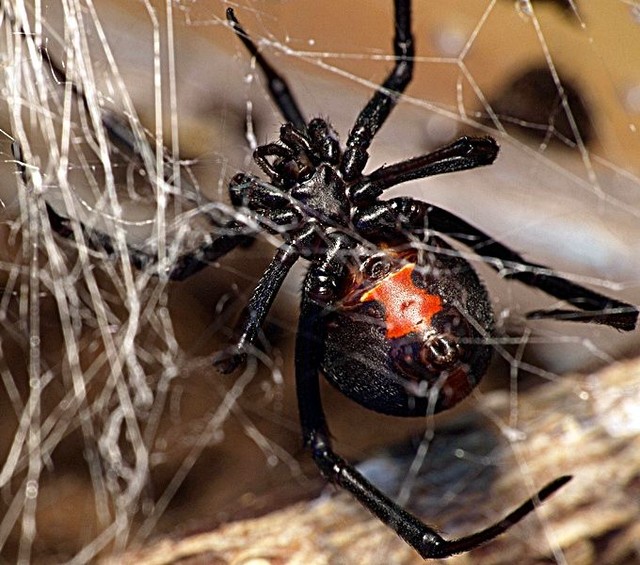 Ядовитые пауки расплодились в Крыму