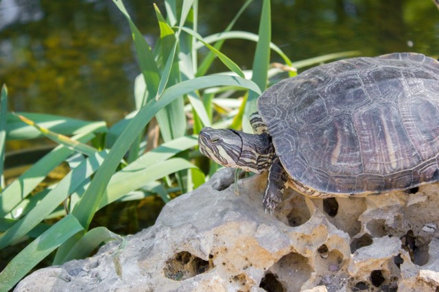 Черепахи. Любимые фотомодели Голенева — обитатели местной фауны. Фото: С. Голенев