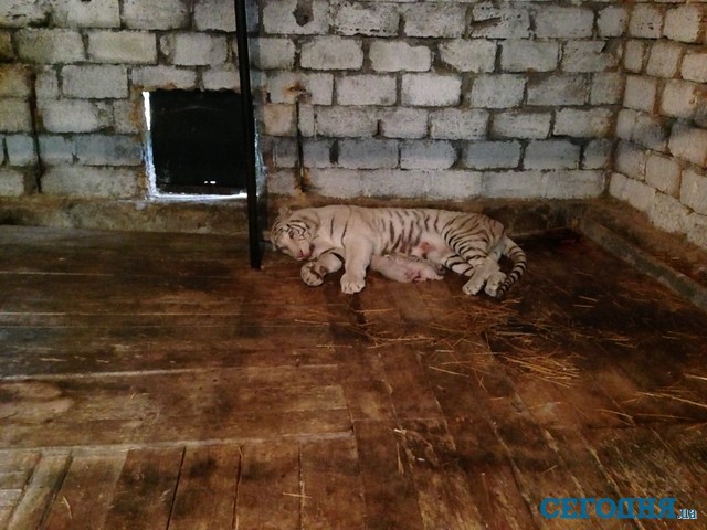 Мать-героиня. Тигрюля уже в третий раз дарит тигрят зоопарку. Фото: О.Зубкова 