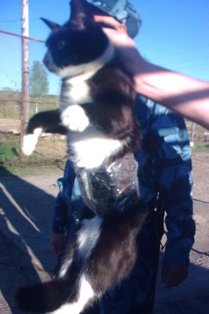 На спине домашнего животного с помощью скотча были закреплены два свертка, фото ГУФСИН по Республике Коми