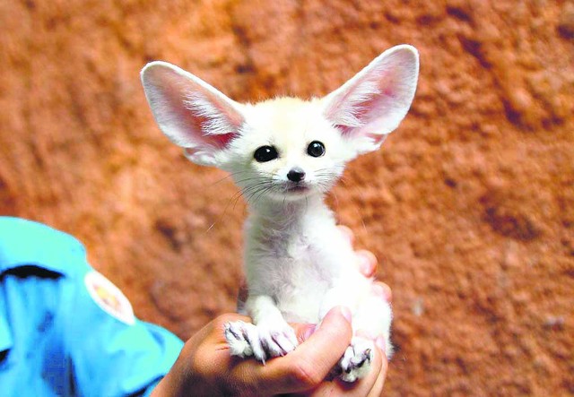 Этот белоснежный ушастик — жительница пустыни лисица-фенек — стала настоящим символом Туниса. <br />
