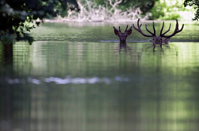 "Два оленя плывут по разлившемуся Дунаю, ища убежище в лесу Геменц", – сообщает AFP