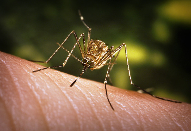 Самка комара, если ей не мешать, может высосать из человека около 5 мг крови. Для человека смертельной является потеря около 2,5 л крови. Получается, что человека могут 