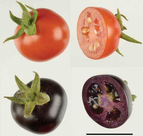 Фиолетовые помидоры Del/Ros1 отличаются повышенным содержанием антоцианов. 