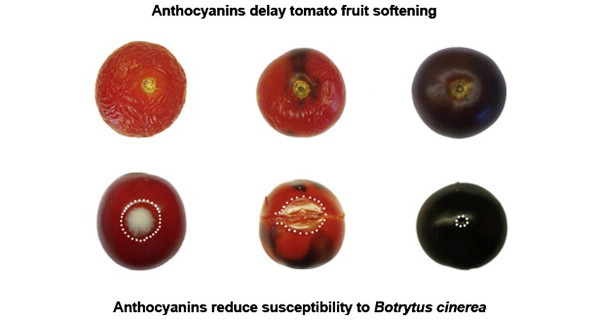 Антоцианы в фиолетовых помидорах предотвращают размягчение плодов в результате перезревания и повышают устойчивость к серой гнили.