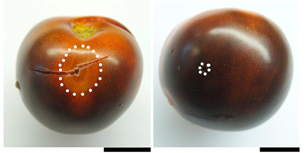 В одном и том же помидоре некоторые области производят антоцианы (темные), а некоторые — нет (красные). Красные области с выключенным ферментом подвержены заражению серой гнилью (слева).