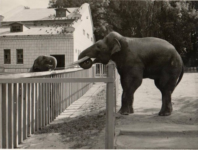 Бама и слон Бой. Фото 1982 года