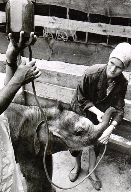 П. М. Лазун кормит слоненка Кия. 1985 год