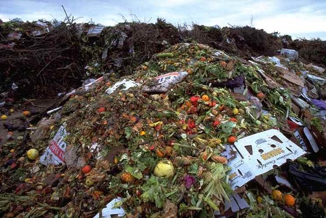 Пищевые отходы – от 10 дней до 1 месяца (или 1-2 недели в летнее время). Фото priroda.su