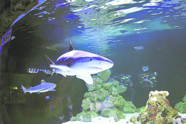 Метровая рифовая акула, фото: Ю.Кузнецов