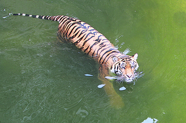 Тигры охотно плавают | Фото: Анастасия Искрицкая