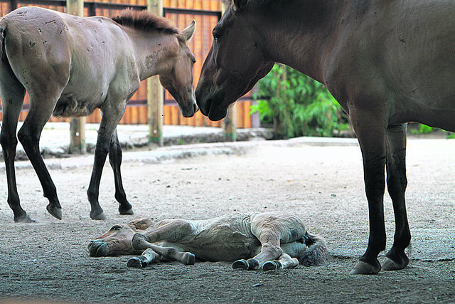 Лошади Пржевальского прячутся в теньке | Фото: Анастасия Искрицкая