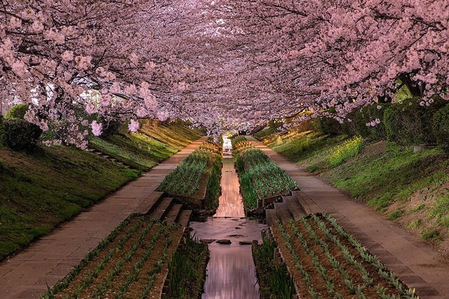 Цветение сакуры в Японии. Фотограф Agustin Rafael Reyes