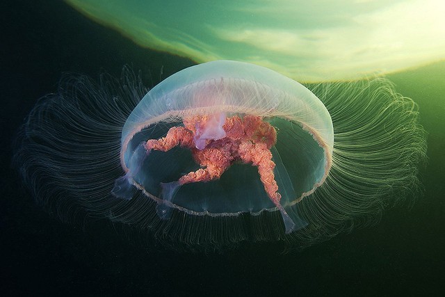 Медуза. Фотограф Александр Семенов