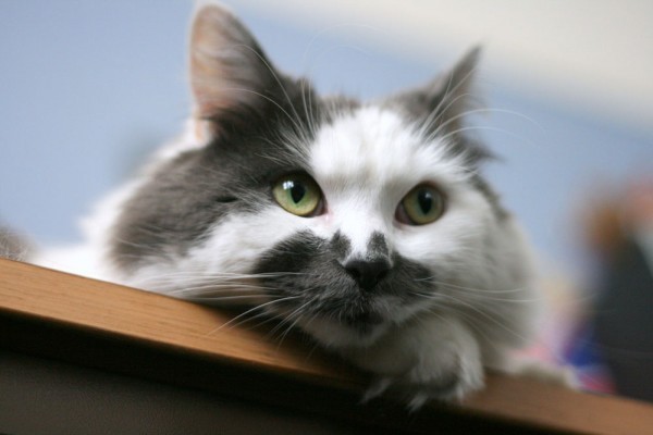 21. Треть владельцев кошек думают, что их питомцы могут читать их мысли.