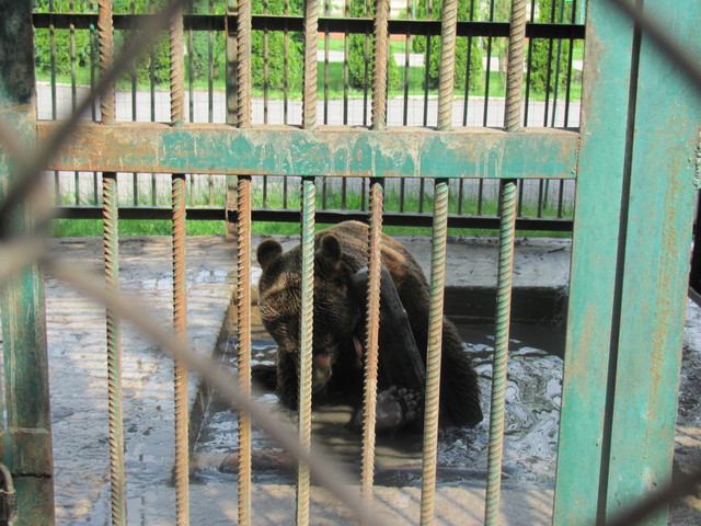 Фото: Западно-украинское общество защиты животных