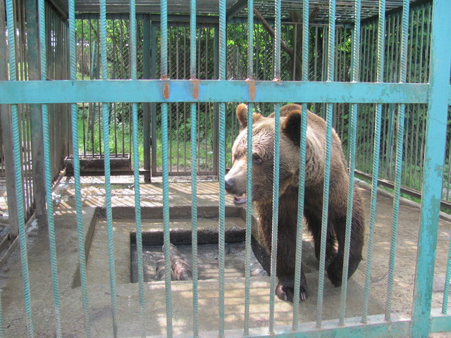 Фото: Западно-украинское общество защиты животных