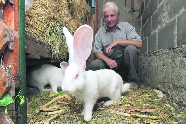 Разведение кроликов. Признак хорошей особи — здоровый вид и большие крепкие уши | Фото: Анастасия Искрицкая