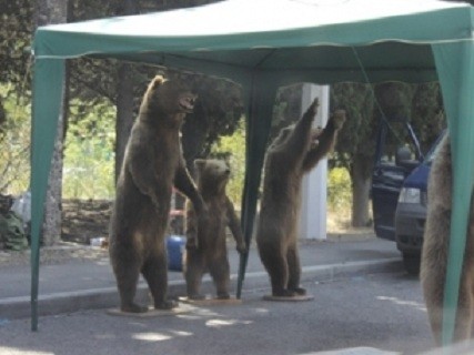 Туристов пугают медведи 