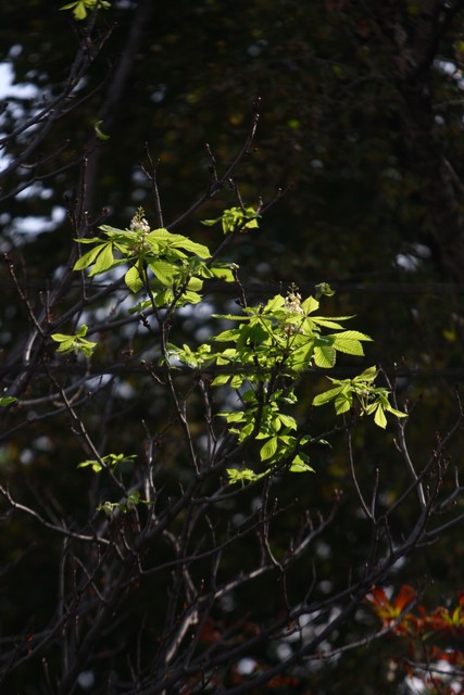 Деревья пустили новую листву и зацвели. Фото: А. Глушков