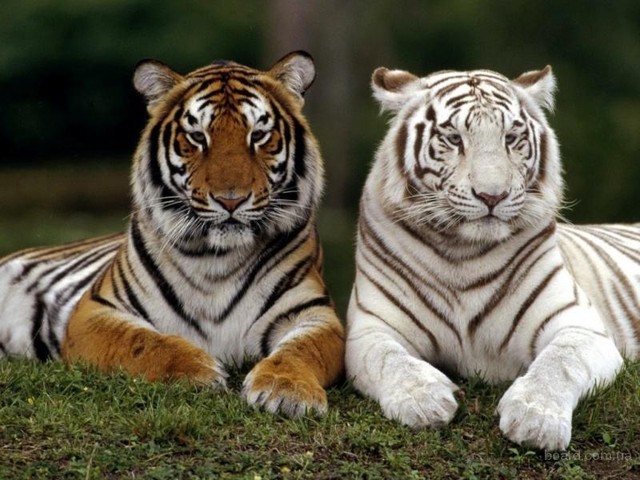 Более половины тигров мира живет в Индии. Всего в мире в дикой природе их осталось 3200, тогда как в 1900 году в одной Индии их было 100 тысяч. Полностью тигры могут вымереть уже через 12 лет. Для нужд китайской традиционной медицины убивают в среднем по одному тигру в сутки. Заповедники для тигров существуют, но они не обеспечивают надежных путей миграции самок, необходимых для полноценного воспроизводства популяции.