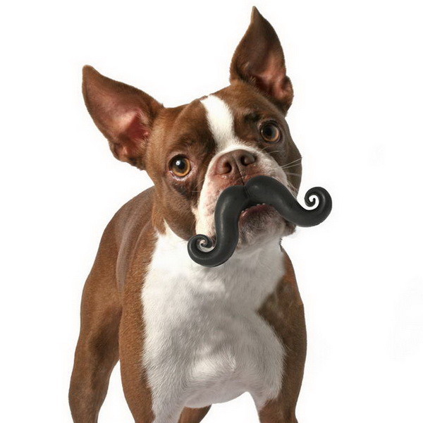 Мячик в форме усов<br /><br />
Многие собаки, по мнению экспертов, хотят быть похожими на своих хозяев. Компания Humunga Stache решила облегчить задачу домашним питомцам и выпустила на прилавки зоомагазинов мячик в форме усов.