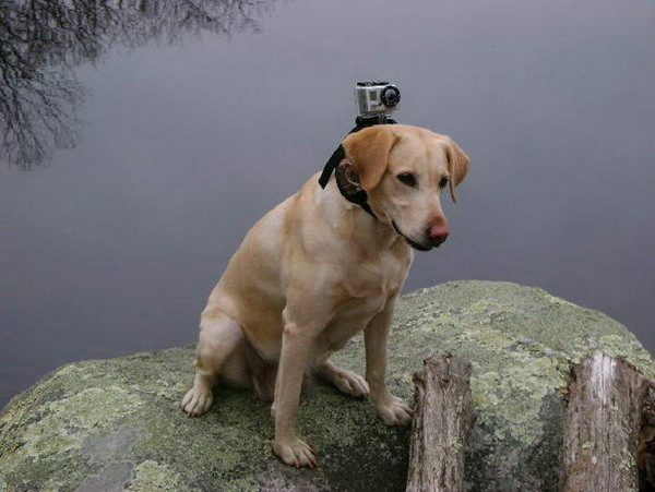 Видеокамера для собак Mount’s MUTT MOUNT<br /><br />
Камера для собак Mount’s MUTT MOUNT крепится на ошейник и позволяет снимать все приключения сорванца. Главное – не запускать пса на секретные объекты и успевать обрабатывать новые кадры. А пока собаковладелец выкладывает ролики на YouTube, накормить пса может автоматическая кормушка для домашних животных Pintofeed.