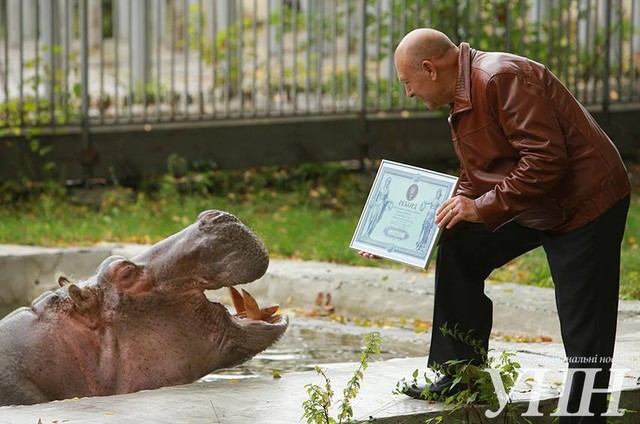 В Киевском зоопарке зафиксировали рекорд "Самый старый бегемот Украины". Фото с сайта УНН