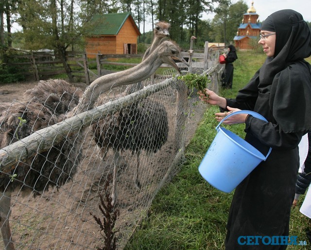 Страусиная мини-ферма <br /><br />
У монахинь пока что 5 страусов, из них потомство дает одна семья, остальные еще слишком малы. 