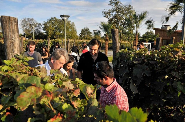 Ющенко и Саакашвили собирали виноград и ногами выжимали вино, фото  с Facebook  М.Саакашвили