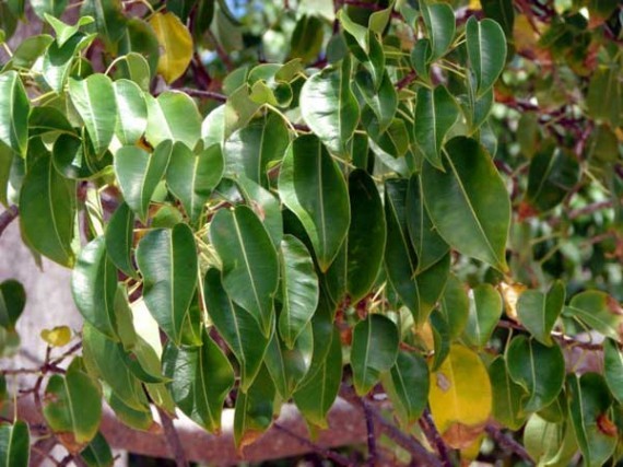 Манцинелла является одним из самых опасных растений на Земле и даже занесена в книгу рекордов Гиннеса. Это деревце – одно из самых страшных убийц растительного мира. Конечно, весьма сложно поверить в то, что дерево может убить. 