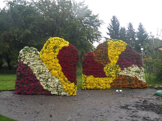 В субботу открывается первая вертикальная выставка цветов. Фото: Киевзеленстрой