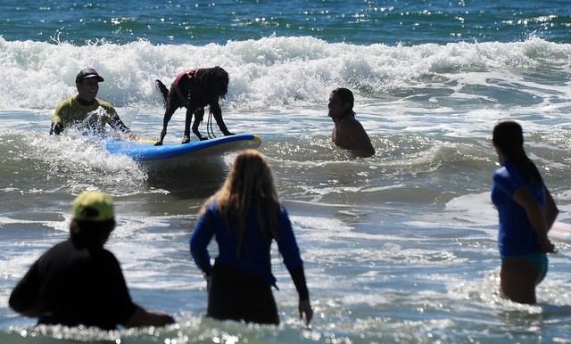 На калифорнийском побережье прошел чемпионат по серфингу среди псов, фото AFP