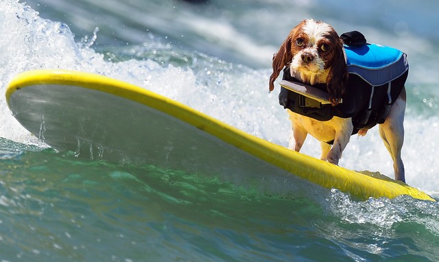 На калифорнийском побережье прошел чемпионат по серфингу среди псов, фото AFP