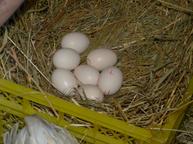 Яйца шелковистых кур