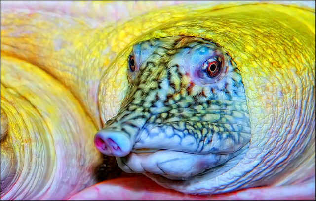 Носатая черепаха. Экзотическое животное — редкий кадр в коллекции
