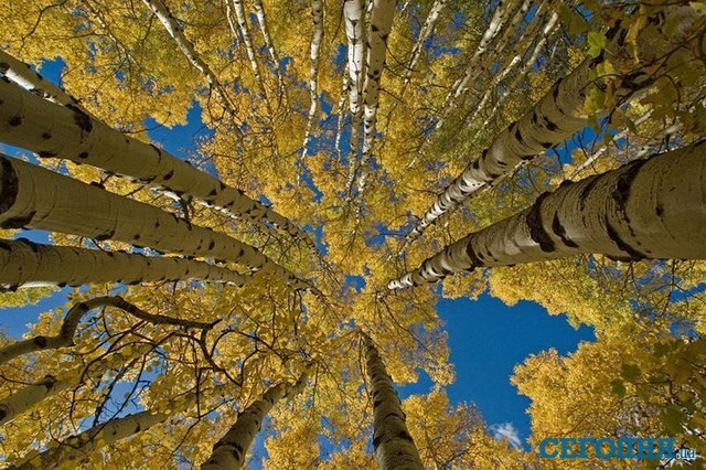Золотая осень. Фото: Яна Божко 