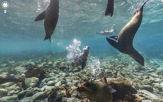  Галапагосские острова, Эквадор. Здесь можно встретиться с морскими львами.