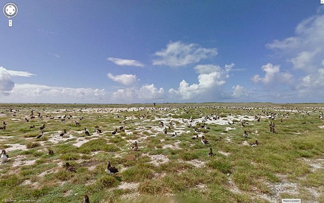 Острова Мидуэй, США. Здесь, примерно в 1 609 км от Гавайев, можно увидеть сотни птиц.