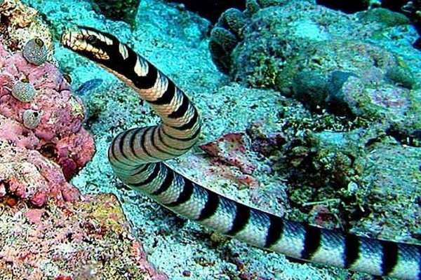 5. Яд морских змей<br />
Морские змеи  — семейство змей, ближайшие родственники аспидов (австралийские бурые и черные змеи). Яд морской змеи — один из самых сильных змеиных ядов. Морские змеи питаются рыбами и головоногими моллюсками, а эти животные  хладнокровны и более устойчивы к змеиному яду, чем млекопитающие и птицы. Морские змеи имеют один из наиболее сильных змеиных ядов вообще. Ядовитые зубы морских змей закреплены неподвижно (примитивный признак) в передней части верхней челюсти. Они немного короче, чем у наземных змей, однако у большинства видов достаточно длинные, чтобы прокусить кожу человека. Исключением являются виды, питающиеся преимущественно икрой рыб. Самой ядовитой морской змеей считается Aipysurus duboisii, которая после тайпана и бурой змеи третья по ядовитости змея в мире. Яды змей применяются в основном в медицине, например, в качестве обезболивающего, противовоспалительного средства при заболеваниях периферической нервной системы.<br />
